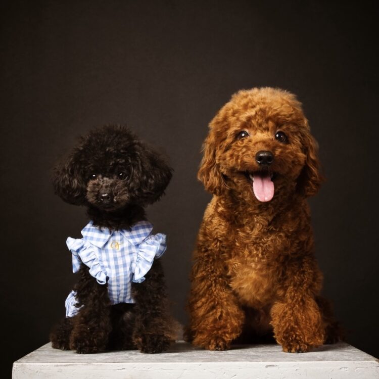 2月23日「愛犬撮影会」開催 by ROAM Photography